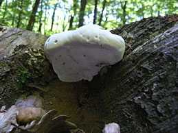 medicinal mushrooms normalize blood sugar levels, dimemykon is a natural medicine against diabetes