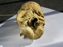 zdravilna goba Grifola frondosa maitake (velika zraščenka)