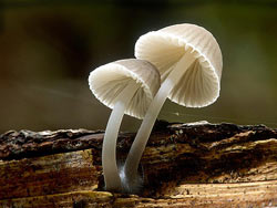Medicinal mushrooms against Alzheimer's, Parkinson's, MS (multiple sclerosis) and various dementias