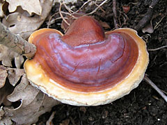 most famous medicinal mushroom ganoderma lucidum, reishi, ling zhi
