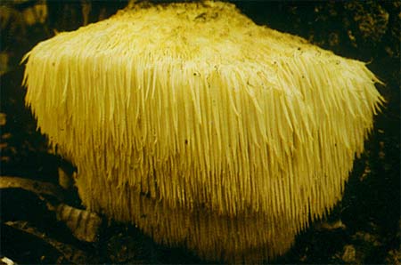 Myko San Hericium erinaceus Field guide to north american mushrooms