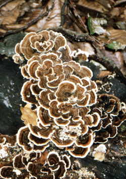 very powerful medicinal mushroom Trametes versicolor