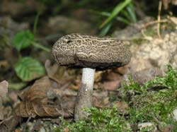 hepatitis natural cure medicinal mushrooms