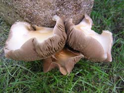 medicinal mushrooms oyster mushroom, Pleurotus ostreatus