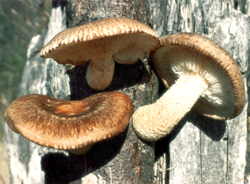 medicinal mushroom shiitake lower elevated blood fat levels and alleviate atherosclerosis