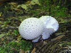 puffballs, edible medicinal mushroom