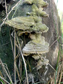 most well known medicinal mushroom are inedible - mushroom extract